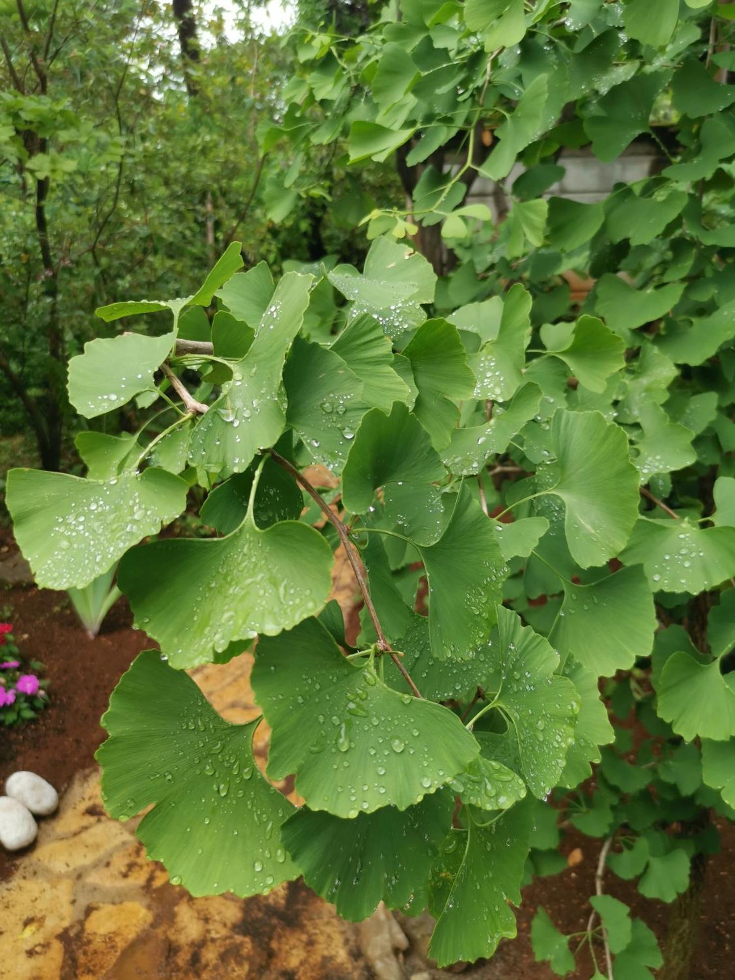 Appartamento Ginko House Abbazia Esterno foto